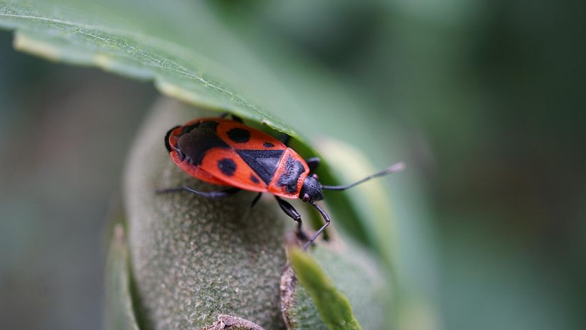 14-14-51 42 应用 来自:火甲虫昆虫爬